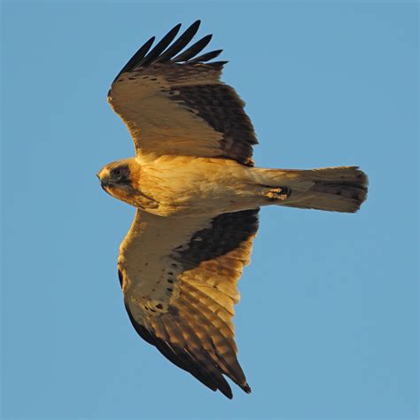 File:Booted Eagle.jpg - Wikimedia Commons