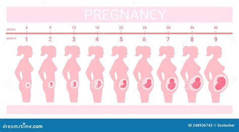 Stages Fetus in Belly. Timeline Prenatal Development, Weeks Months ...