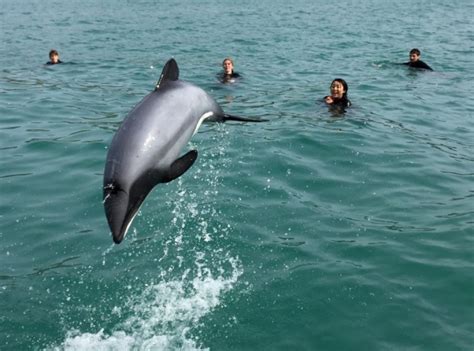 EcoSEAker Akaroa Dolphin Swim & Wildlife Tours.