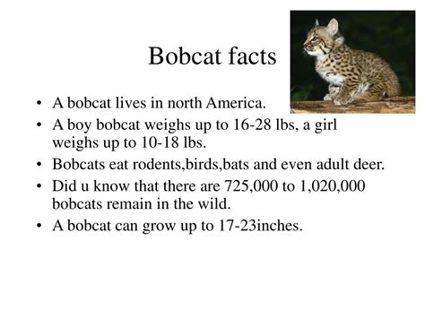 PPT - bobcat PowerPoint Presentation, free download - ID:97859