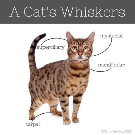 Why do cats have whiskers? – Cat in the Box LLC