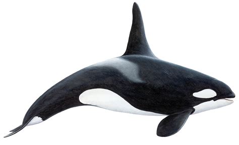 Killer Whale (Orca)