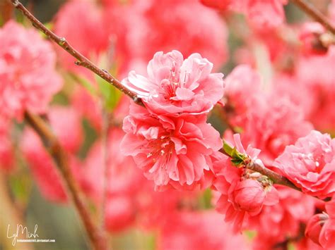 Blooming red Japanese peach flower by lynhatminh1803 on DeviantArt