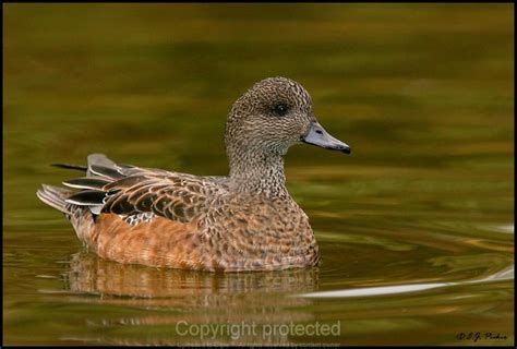 American Wigeon female | Beautiful birds, Bird, Duck