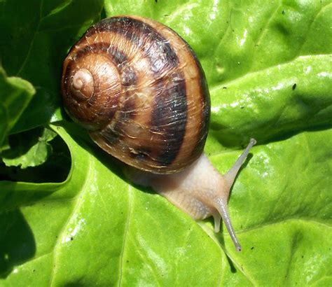 Snail Farming | Modern Farming Methods