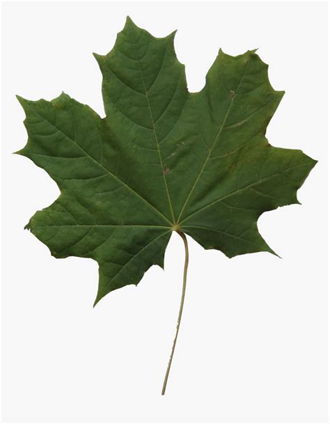 Leaf Alpha Compositing Resolution, Leaf Transparent, 52% OFF