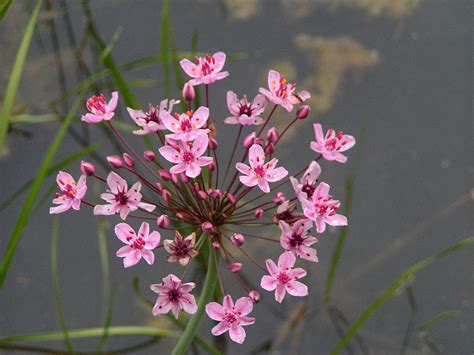 Butomus Umbellatus Flowering Rush - Artisan Aquatics