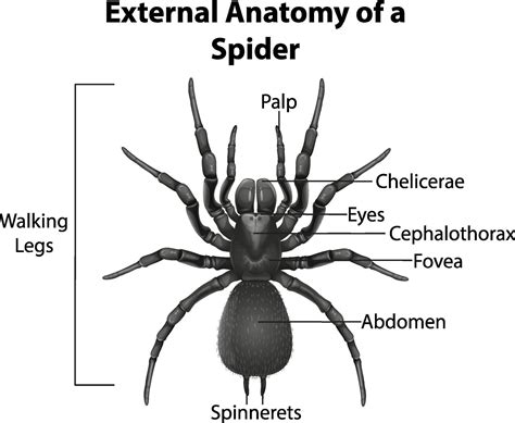 Anatomy Of Spider