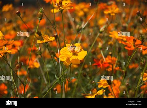 Wildflowers in North Carolina Stock Photo - Alamy