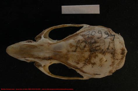 Muridae ›› Pelomys minor - dorsal view of skull, RMCA 96.037-M-3697 ...