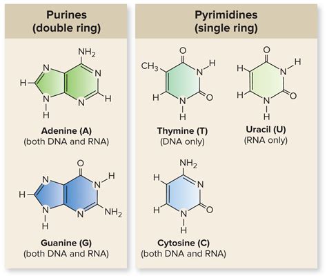 Purines vs pyrimidines | Chemistry education, Teaching chemistry, Science chemistry