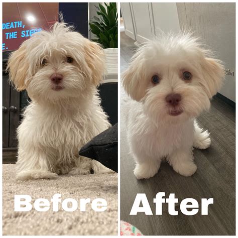 Before and after my dog went to the groomers : r/Maltipoo