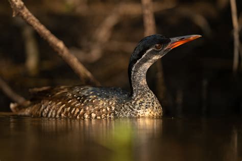 African Finfoot - Dutch Birding