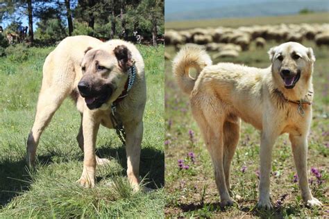 The “Anatolian Shepherd Vs Kangal” Never-Ending Dilemma