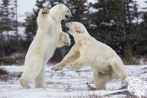 Why Do These Mighty Polar Bears Look Like They Are Dancing the Waltz ...