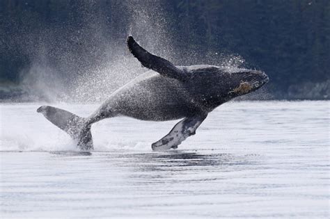 Juneau, Alaska: Premiere Humpback Whale Watching Destination - Juneau ...