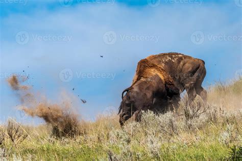 Bison Bulls Fight 13598454 Stock Photo at Vecteezy