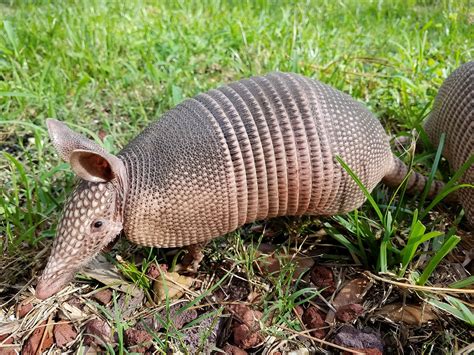 Typewriter Rodeo: Armadillo Poem | Texas Standard