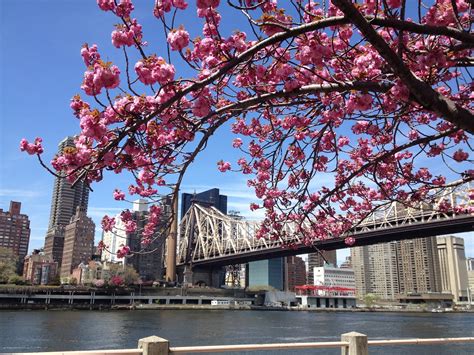 Roosevelt Island Cherry Blossoms: Prettiest Pink in NYC