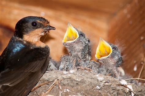 Baby Bird Pre-Crop | johnnyknowing | Flickr