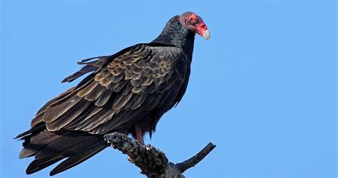 Turkey Vulture Range Map, All About Birds, Cornell Lab of Ornithology