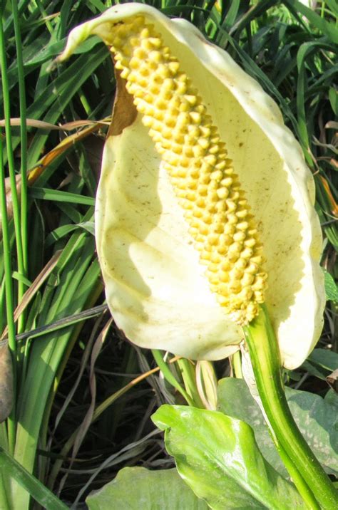 NATURAL & UNIQUE PHOTOGRAPHY: COBRA PLANT FLOWER OR PEACE LILY