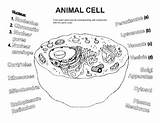 Animal Cell Coloring Worksheet sketch template
