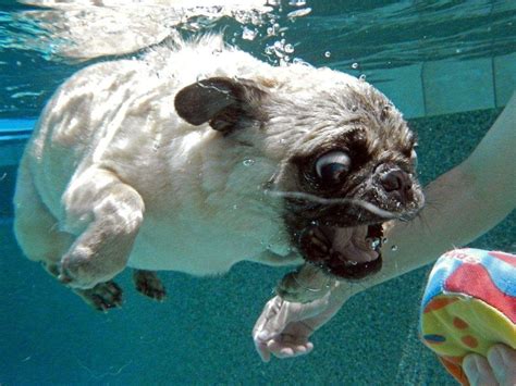 Funny Pug swimming in the pool. Мопс купается в бассейне. - YouTube | Pugs funny, Cute pugs ...