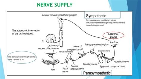 Lacrimal System Anatomy