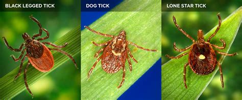 The Lone Star Tick and Meat Allergies: What to Know - Infectious Disease