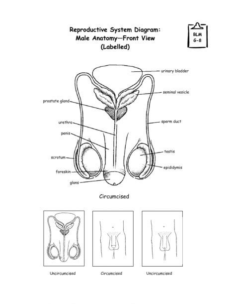 Simple Male Reproductive System Diagram