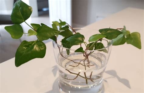 How To Propagate Ivy In Water - Step By Step Guide - Smart Garden Guide