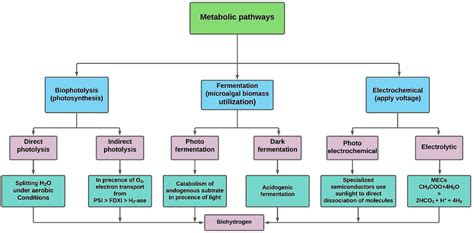 Frontiers | Biohydrogen Production From Biomass Sources: Metabolic Pathways and Economic Analysis