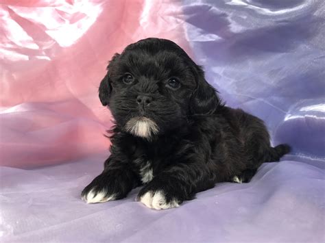 45+ Bichon Poodle Mix Puppies For Sale Georgia - l2sanpiero