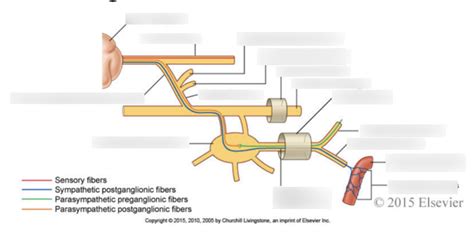 12 Nerves to the Lacrimal Gland Diagram | Quizlet