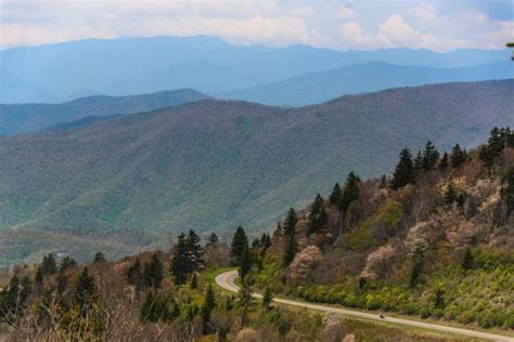 Blue Ridge Parkway (North Carolina) - Wildflowers Everywhere!