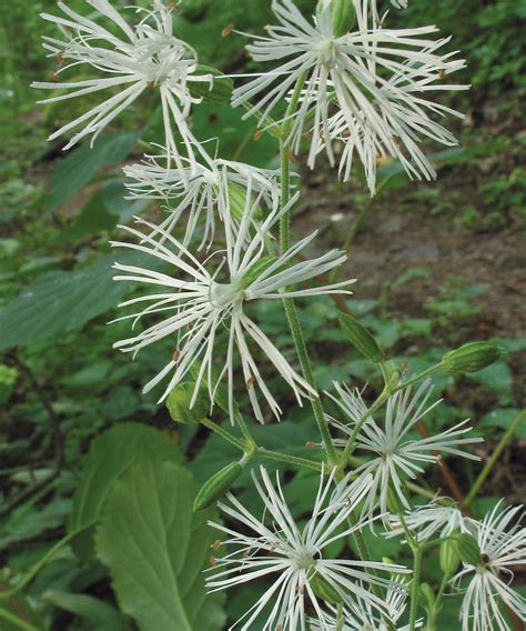 Peak-Season Perennials for the South - Fine Gardening