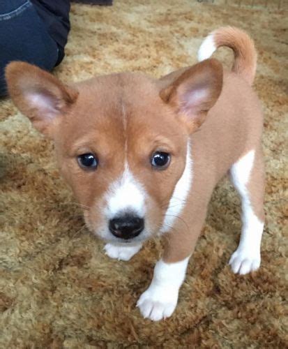 Basenji Dog Breed Information, Images, Characteristics, Health