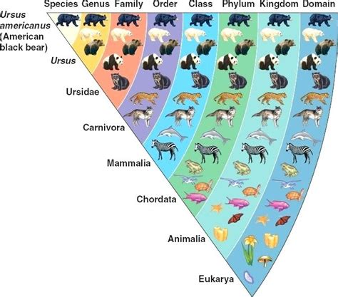 animal classification chart - Google Search | Animal classification, Taxonomy biology, Taxonomy