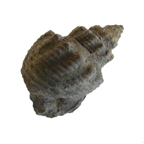 Fossil Gastropods: Where They’re Found, Identification & More