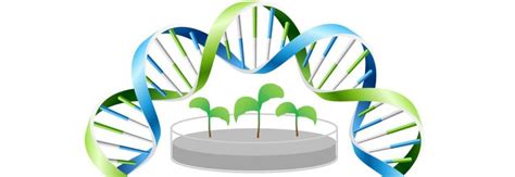 Plant Biotechnology : Plantlet