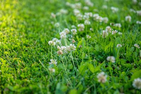 Clover Lawn: A Sustainable Choice for Modern Landscaping - Next Modern Home