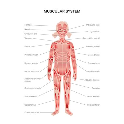 Sistema muscular humano | Vector Premium