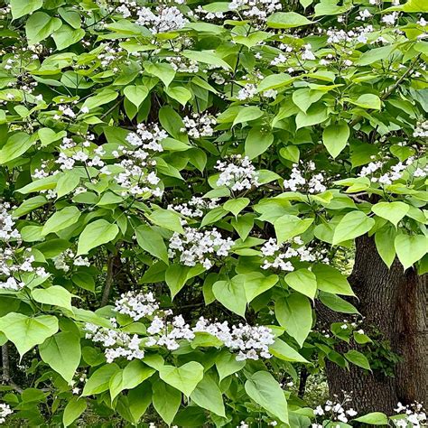 Catalpa speciosa – Gino's Nursery