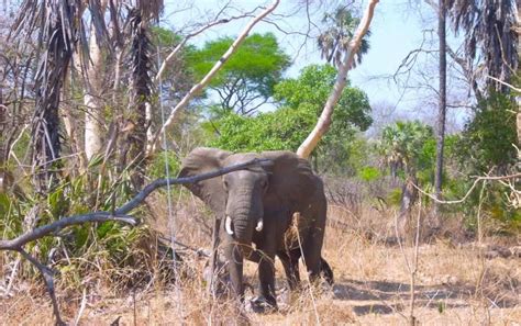 Wildlife safaris in Niassa Reserve, Northern Mozambique | Moçambique