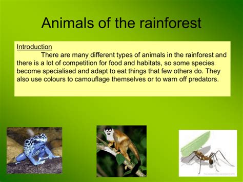 Animal Adaptations in the rainforest