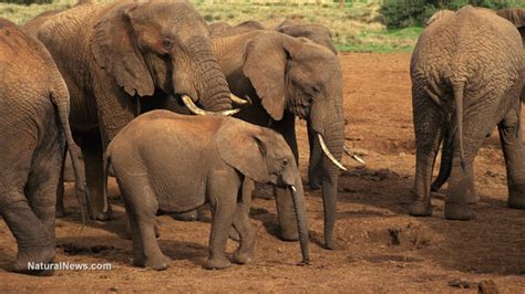 Elephants know when it's raining 150 miles away, study shows ...