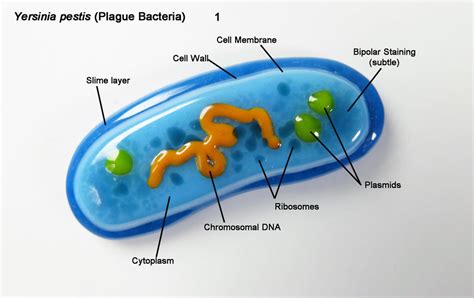 Yersinia pestis Plague Bacteria 1 by trilobiteglassworks on DeviantArt