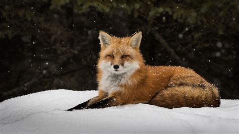 Desktop Wallpapers Foxes Snow Animals 3840x2160