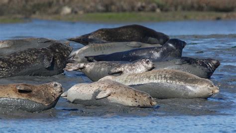 Harbor Seal Facts, Habitat, Behavior, Predators, Pictures